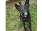 Adopt Missy a Jack Russell Terrier / Mixed dog in Raleigh, NC (41179857)