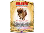 Adopt Munchkin a Red/Golden/Orange/Chestnut Shih Tzu / Mixed dog in Fresh