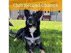 Adopt Dash a Australian Kelpie / Shepherd (Unknown Type) / Mixed dog in Dublin