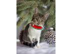 Adopt Livy a Brown Tabby Domestic Shorthair / Mixed Breed (Medium) / Mixed
