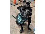 Adopt Otter a Black Staffordshire Bull Terrier / Mixed dog in Bothell
