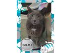 Adopt Clarence (Lore) a Gray or Blue Domestic Shorthair / Mixed Breed (Medium) /