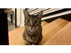 Adopt Brook a Gray, Blue or Silver Tabby Domestic Shorthair (short coat) cat in