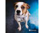 Adopt Pete a White - with Brown or Chocolate Pit Bull Terrier / Mixed dog in New