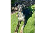Adopt Jordan a Black Australian Kelpie / Mixed Breed (Medium) / Mixed (short