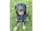 Adopt Tatum a Black Shepherd (Unknown Type) / Labrador Retriever / Mixed (short