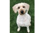 Adopt Indy a Poodle (Miniature) / Goldendoodle dog in mishawaka, IN (41091962)