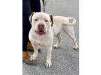 Adopt Meatball a White - with Tan, Yellow or Fawn Mastiff / Pit Bull Terrier dog