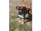 Adopt Bree a Brindle - with White Boxer / Mixed dog in Mexia, TX (41248926)
