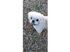 Adopt Toby Keith Special Needs Pup a White Shih Tzu / Mixed dog in Plano