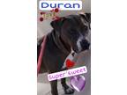 Adopt Duran Duran a Gray/Silver/Salt & Pepper - with White Labrador Retriever /