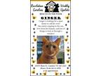 Adopt Ginger a Tan or Fawn (Mostly) Domestic Shorthair (short coat) cat in