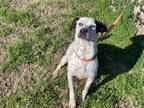 Adopt Aqua a White - with Black Blue Heeler / Mixed Breed (Medium) / Mixed dog