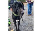Adopt Molly a Black - with White Great Dane / Mixed dog in Iron Station