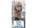 Adopt Sonny a Golden Retriever / Mixed dog in West Hollywood, CA (40230418)