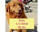Adopt Zena a Golden Retriever / Mixed dog in West Hollywood, CA (40230419)