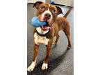 Adopt Lester a Brown/Chocolate American Pit Bull Terrier / Mixed Breed (Medium)
