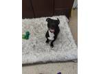 Adopt Stormy a Pit Bull Terrier / Mixed dog in York, SC (41100215)