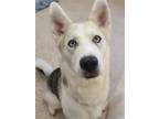 Adopt Country a Siberian Husky / Mixed dog in York, SC (41219684)