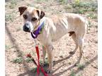Adopt Cole K14 3/22/24 a Brindle Australian Cattle Dog / Mixed Breed (Medium) /