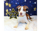 Adopt Minnie Mouse K52 3/26/24 a White American Pit Bull Terrier / Mixed Breed
