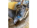 Adopt Meiko a Black Shar Pei / Mixed dog in Lake Forest, CA (41042650)