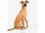 Adopt Tootsie pup: Reese a Mixed Breed (Medium) dog in San Diego, CA (41248558)