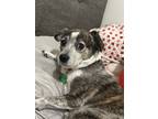 Adopt Buddy a Jack Russell Terrier dog in San Diego, CA (41244706)