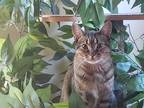 Adopt Athena a Gray, Blue or Silver Tabby Domestic Shorthair (short coat) cat in