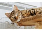 Adopt Delta (Duchess) (Cocoa Adoption Center) a Brown Tabby Domestic Shorthair /