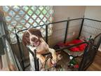 Adopt Belle a Red/Golden/Orange/Chestnut - with White Brittany / Mixed dog in