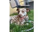 Adopt Savannah a White Dalmatian / Australian Cattle Dog / Mixed (short coat)