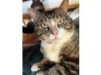 Adopt Buster a Brown Tabby Domestic Shorthair / Mixed Breed (Medium) / Mixed