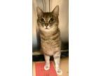 Adopt Maple a Gray, Blue or Silver Tabby Domestic Shorthair (short coat) cat in