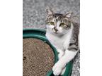 Adopt Mistletoe a Brown Tabby Domestic Shorthair / Mixed Breed (Medium) / Mixed