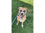 Adopt Maisie a Brown/Chocolate Mixed Breed (Small) / Mixed Breed (Medium) /