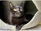 Adopt Pine a All Black American Shorthair (short coat) cat in Elkland