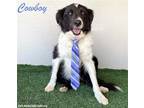 Adopt Cowboy a Black - with White Border Collie / Mixed dog in San Diego