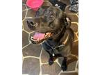 Adopt Becky a Black - with Gray or Silver Labrador Retriever / Terrier (Unknown