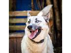 Adopt Beethoven a Gray/Silver/Salt & Pepper - with White Mixed Breed (Large) /