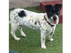 Adopt Fritz a White Jack Russell Terrier / Mixed Breed (Medium) / Mixed (short