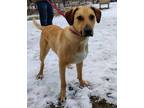 Adopt Nanook a Tan/Yellow/Fawn Labrador Retriever / Mixed Breed (Medium) / Mixed