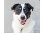 Adopt Marshall a White - with Black Border Collie / Labrador Retriever / Mixed