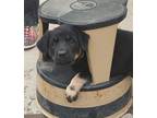 Adopt Little Dot Floof a Black - with Tan, Yellow or Fawn Anatolian Shepherd /