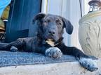 Adopt Lilly a Black - with White Labrador Retriever / Great Pyrenees / Mixed dog
