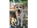 Adopt Puddle a Terrier (Unknown Type, Medium) / Jindo / Mixed dog in San Diego