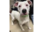 Adopt Goofy a Mixed Breed (Medium) / Mixed dog in Waverly, NY (40998863)