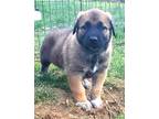 Adopt Mac Floof a Brown/Chocolate - with Tan Anatolian Shepherd / German