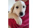 Adopt Piper Floof a Tan/Yellow/Fawn Anatolian Shepherd / Labrador Retriever /