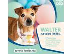 Adopt Walter a Brown/Chocolate - with White Toy Fox Terrier / Italian Greyhound